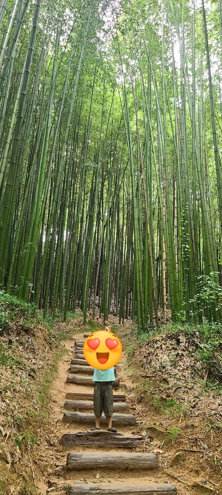 [담양]죽녹원